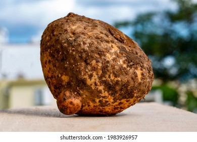 Closeup Of Fresh Yam, Dioscorea (family Dioscoreaceae)	