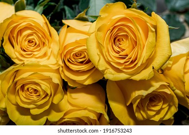 Closeup of fresh yellow rose.