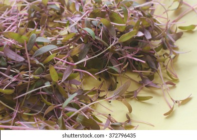 Closeup To Fresh Young Amaranth Leaves