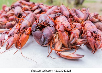 Closeup of Freshly Cooked Yabbies