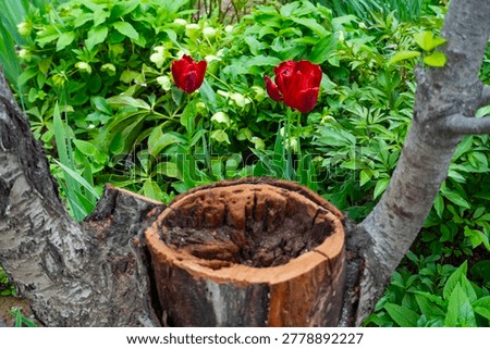Close-up of freshly cut tree trunk with visible annual rings and rough bark in natural outdoor environment. Forestry and wood texture concept