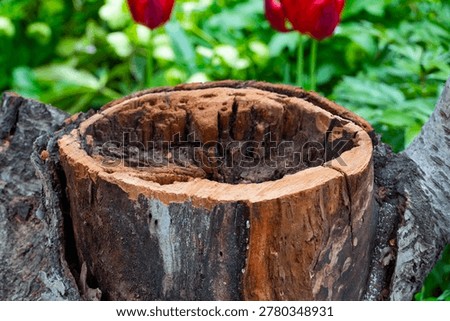 Close-up of freshly cut tree trunk with visible annual rings and rough bark in natural outdoor environment. Forestry and wood texture concept