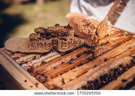 A closeup of a freshly harvested beeswax with dead bees on a wooden beehive box
