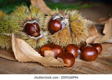 Close-up of freshly harvested chestnuts with hedgehogs on wooden background.