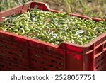 Close-up of freshly harvested green olives with leaves in a red plastic crate. Essence of olive harvesting in Mediterranean regions – abundance and quality of the crop during picking season.