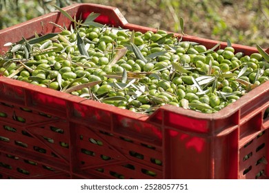 Close-up of freshly harvested green olives with leaves in a red plastic crate. Essence of olive harvesting in Mediterranean regions – abundance and quality of the crop during picking season. - Powered by Shutterstock