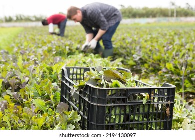 Closeup Of Freshly Harvested Organic Red Mustard Greens In Plastic Box On Farm Field On Background With Working People