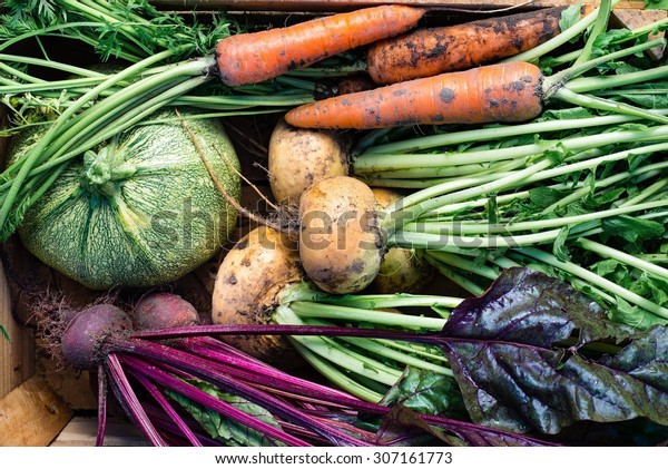Closeup of freshly harvested vegetables\
(turnips, beetroots, carrots, round marrow), top\
view