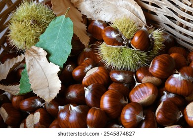 Close-up of freshly picked chestnuts in a wicker basket along with leaves and hedgehogs. - Powered by Shutterstock