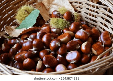 Close-up of freshly picked chestnuts in a wicker basket along with leaves and hedgehogs. - Powered by Shutterstock