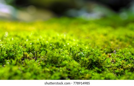 58,209 Moss floor Images, Stock Photos & Vectors | Shutterstock