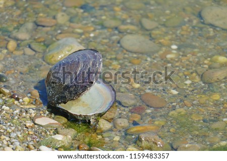 Close-up of freshwater molluscs at the riverbank of Danube, Hungary