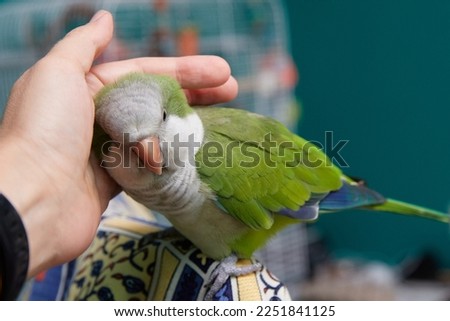 Close-up of friendly and cute Monk Parakeet. Green Quaker parrot and hand. Woman is petting parrot