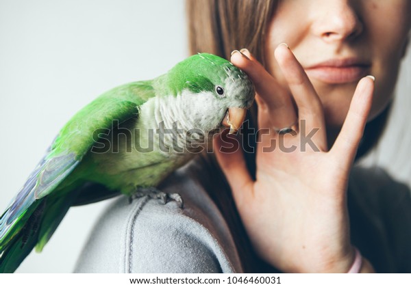 Close-up of\
friendly and cute Monk Parakeet. Green Quaker parrot is sitting on\
woman shoulder. Woman is petting\
parrot.