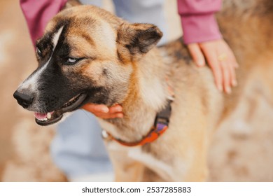 A close-up of a friendly dog being petted by a person, showcasing its unique fur and expressive eyes. The connection between the dog and human creates a heartwarming scene. - Powered by Shutterstock