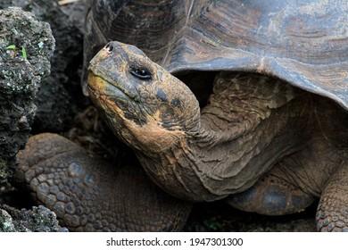 1,844 Tortoise smile Stock Photos, Images & Photography | Shutterstock