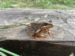 A Close-up Frog On A Wooden Bar With Cut Grass.