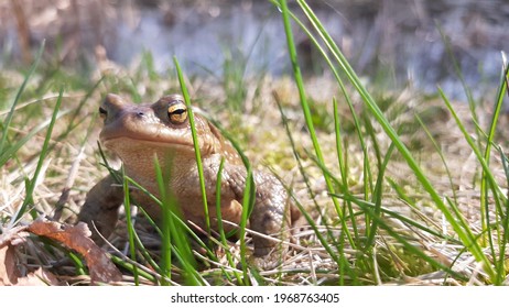 closeup of a frog in spring