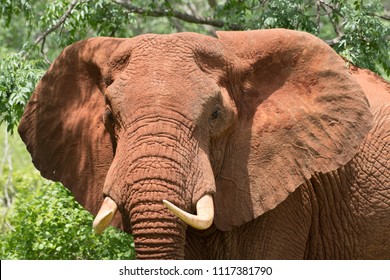 Closeup front of Africa elephants face