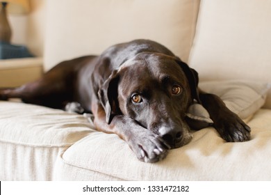 Closeup front facing portrait of a brown adult labrador retriever mix dog laying on a tan couch with its head between its legs on top of a gray pillow and looking out of the corner of its eyes