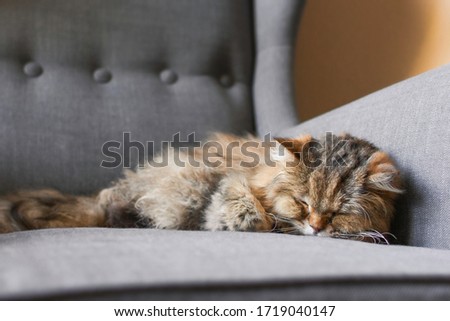 Closeup front facing portrait of an old long haired tabby cat snuggled into the arm of a gray fabric chair with its legs tucked in and soft focused background