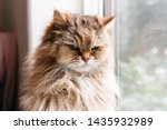 Closeup front facing portrait of a tan long haired cat with an angry expressing and soft focus of window and white wall in background