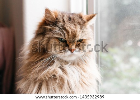 Closeup front facing portrait of a tan long haired cat with an angry expressing and soft focus of window and white wall in background