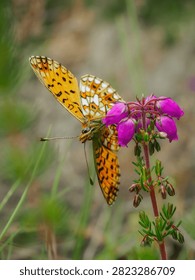 Close-up from the front of a Small Pearl Bordered Fritillary butterfly (Boloria selene) as it feeds on the nectar of a small cluster of bright pink Bell Heather (Erica cinerea) flowers; blurred background.