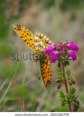 Close-up from the front of a Small Pearl Bordered Fritillary butterfly (Boloria selene) as it feeds on the nectar of a small cluster of bright pink Bell Heather (Erica cinerea) flowers; blurred background.