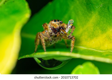 A close-up front view of an adult female Emerald Jumping Spider (Paraphidippus aurantius) sitting on a leaf eating a winged instect.