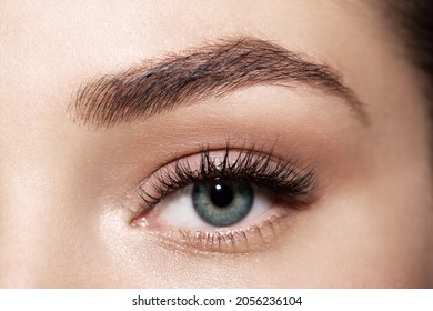 Close-up front view of beautiful blue eye with a neat eyebrow of a caucasian woman. Mascara on the eyelashes. 