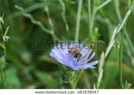 Close-up of a front view of a fluffy and brown striped floral fly Syrphidae with large eyes on blue chicory                              