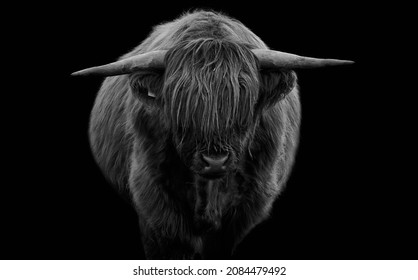 1,535 Black white highland cattle Images, Stock Photos & Vectors ...