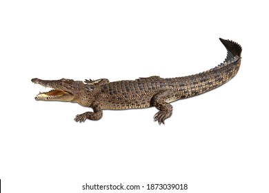 679 Crocodile front view Images, Stock Photos & Vectors | Shutterstock