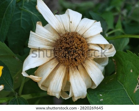 Close-up front view of a wilting withered white zinnia flower head with a brown seeded center outdoors.