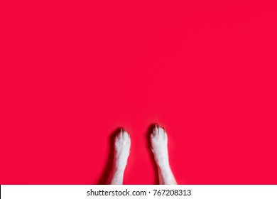 Closeup Of The Front White Paws Of A Dog, Isolated On Red Background, Horizontal, Place For Banner, Copy Space. Dog Foot Overhead View. 