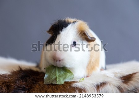 Closeup frontal view of adorable tricolor guinea pig with black button eyes sitting on cowhide cushion eating lettuce greedily