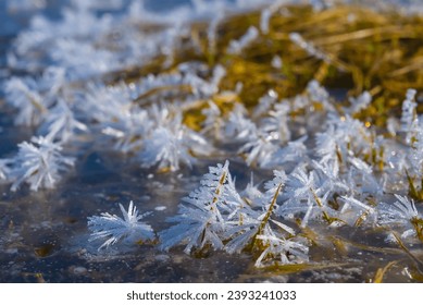 closeup frosen grass in ice, winter natural background