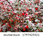 Close-up of frost red berries growing on tree during winter. Cotoneaster dammeri