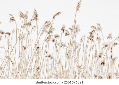 Closeup of frost-covered pampas grass on light white background. Icy textures and natural elegance of frozen plants as serene and tranquil winter atmosphere. Snow covering of dry reeds on frozen lake - Powered by Shutterstock - Get 15% off with code: PIKWIZARD15