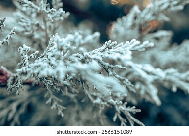 Close-up of Frosted Evergreen Branches With Subtle Glistening in Winter Sunlight - Powered by Shutterstock