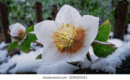 Closeup of Frosted Hellebore Flower - Christmas Rose in Snow with Delicate White Petals and Evergreen Leaves - Powered by Shutterstock