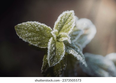 A close-up of frozen mint leaves - Powered by Shutterstock