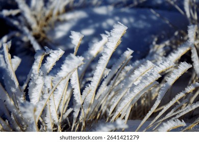 A closeup of a frozen shrub on snowy ground in winter - Powered by Shutterstock - Get 15% off with code: PIKWIZARD15