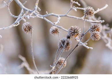 Close-up. Frozen thorns of a winter plant in a field. The plant is frosted. - Powered by Shutterstock