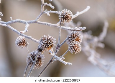 Close-up. Frozen thorns of a winter plant in a field. The plant is frosted. - Powered by Shutterstock