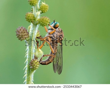Close-up of a fruit fly perched on a green leaf, ready to fly away