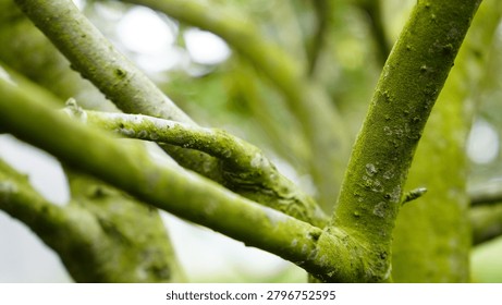 Close-up of fruit tree branches covered in bright green moss and lichen growth with a soft blurred background.