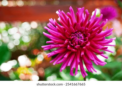 Close-up of a fuchsia dahlia flower, soft focus - Powered by Shutterstock