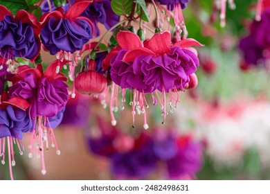 closeup fuchsia flowers  with blur background - Powered by Shutterstock